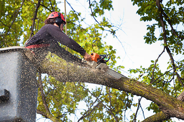 Best Fruit Tree Pruning  in Grandy, NC